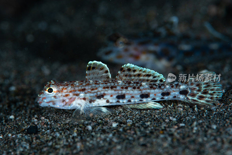 装饰沙虾虎鱼Istigobius decoratus